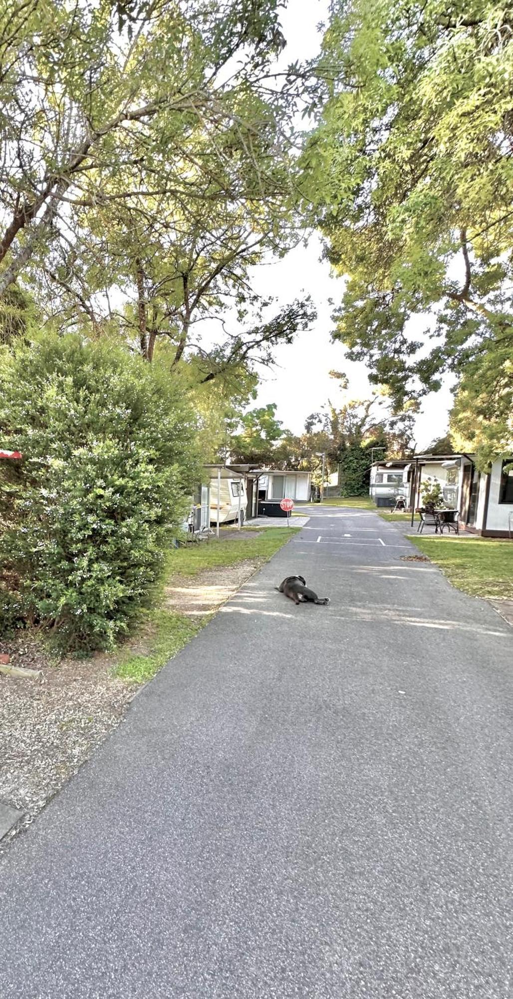 Mornington Peninsula Retro Caravans Rye Exterior foto